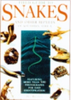 Branch: Snakes and other Reptiles of Southern Africa