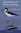 Paulson: Shorebirds of North America - The Photographic Guide