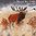 Dumas : Rutting Red Deers - Le Brame des Cerfs :
