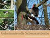 Gröbel, Hormann: Geheimnisvolle Schwarzstörche - Das beeindruckende Leben eines scheuen Waldbewohners