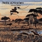 Walker : African Sounds at Dusk : Nuits africaines