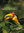 Kinnaird, O'Brien: The Ecology and Conservation of Asian Hornbills : Farmer of the Forest