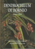 Wood : Dendrochilum of Borneo :