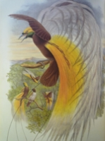 Gould : Birds of New Guinea : Volume I - Crows and Birds of Paradise