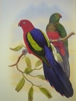 Gould : Birds of New Guinea : Volume V - Parrots, Pigeons, Cockatoos, Quails