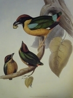 Gould : Birds of Australia : Volume IV - Pittas, Bower Birds, Wattle Birds, Honeyeaters, Sunbirds, Cuckoos, Tree Creepers