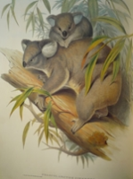 Gould : Mammals of Australia : Volume I - Wombats, Koals, Possums, Echidnas, Platypus