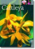 Röth : Cattleya
