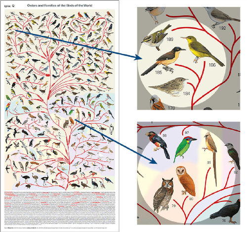HBW: Bird-Phylogeny-Poster