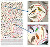 HBW: Bird-Phylogeny-Poster