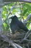 Pranty : A Birder's Guide to Florida : ABA/Lane Birdfinding Guide