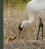 Nigge : Whooping Crane : Images from the Wild