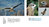 Aebischer, Scherler: Der Rotmilan - Ein Greifvogel im Aufwind