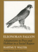 Walter : Eleonora's Falcon : Adaptions to Prey and Habitat in a Social Raptor