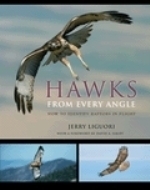 Liguori : Hawks from Every Angle : How to Identify Raptors in Flight
