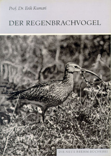 Kumari: Der Regenbrachvogel - Numenius phaeopus