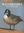 Veasey : Waterfowl Illustrated :