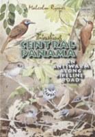 Rymer : Birding Central Panama : An antswarm along Pipeline Road