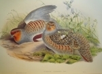 Gould : Birds of Great Britain : Volume iV - Doves, Pigeons, Game Birds, Waterbirds
