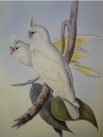 Gould : Birds of Australia : Volume V - Parrots, Pigeons, Cockatoos, Quail