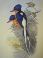Gould : Birds of Australia : Supplement - All Species Discovered after Volumes I - VII