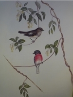 Gould : Birds of Australia : Volume III - Robins, Wrens, Finches