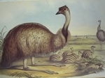 Gould : Birds of Australia : Volume VI - Emu, Kia, Bustard, Plover, Oyster Catcher, Pewit etc.