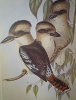 Gould : Birds of Australia : Volume II - Frogmouth, Swallows, Swifts, Martins, Bee-Eaters, Pardalotes, Crow-Shrikes, Fly-Catchers, Kingfishers