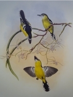 Gould : Birds of New Guinea : Volume II