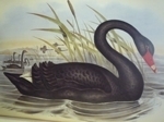 Gould : Birds of Australia : Volume VII - Geese, Ducks, Gulls, Terns, Noddies, Albatrosses, Petrels, Cormorants, Gannets, Penguins