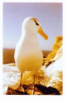 Tickell : Albatrosses :