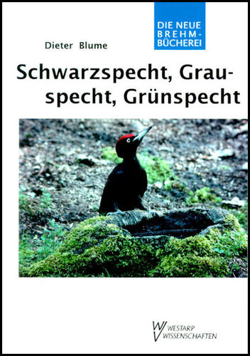 Blume: Schwarzspecht, Grauspecht, Grünspecht - Dryocopus martius, Picus canus, Picus viridis