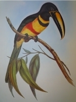 Gould : Monograph of the Toucans :
