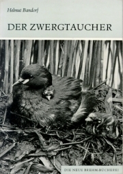 Bandorf  Der Zwergtaucher - Tachybabtus ruficollis (Pallas)