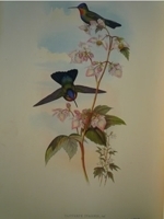 Gould : Hummingbirds : Volume V - Azure Crowns, Emeralds, Amazilis, Sapphires and Erythronotes