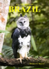 Souza : All the Birds of Brazil : An Identification Guide