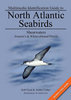 Flood, Fisher: Multimedia Identification Guide to North Atlantic Seabirds: Shearwaters