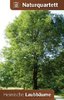 Naturquartett (Kartenspiel): Einheimische Laubbäume
