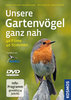 Bergmann, Engländer: Unsere Gartenvögel ganz nah: 40 Filme - 40 Vögel