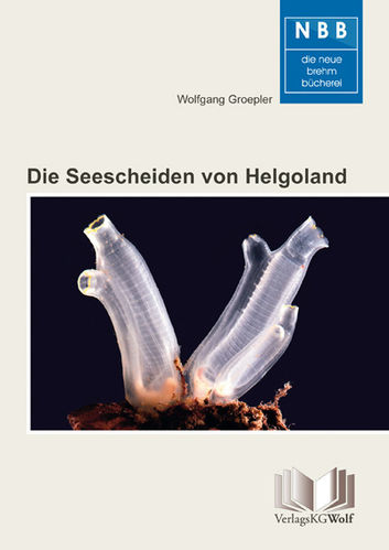 Groepler: Die Seescheiden von Helgoland