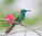 Krumenacker: Vögel in Israel - Ein fotografischer Streifzug am Schnittpunkt dreier Kontinente