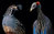 Flach: Vögel -  Eine fotografische Liebeserklärung in Porträts
