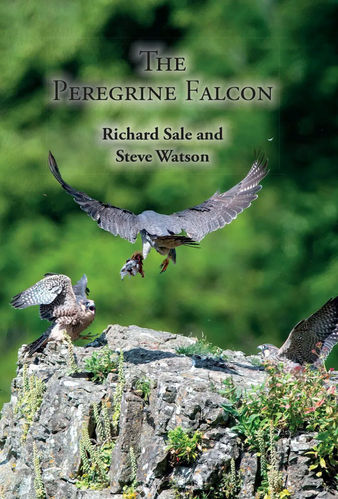 Sale, Watson: The Peregrine Falcon