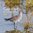 Schonart: Gastvögel der Insel Spiekeroog